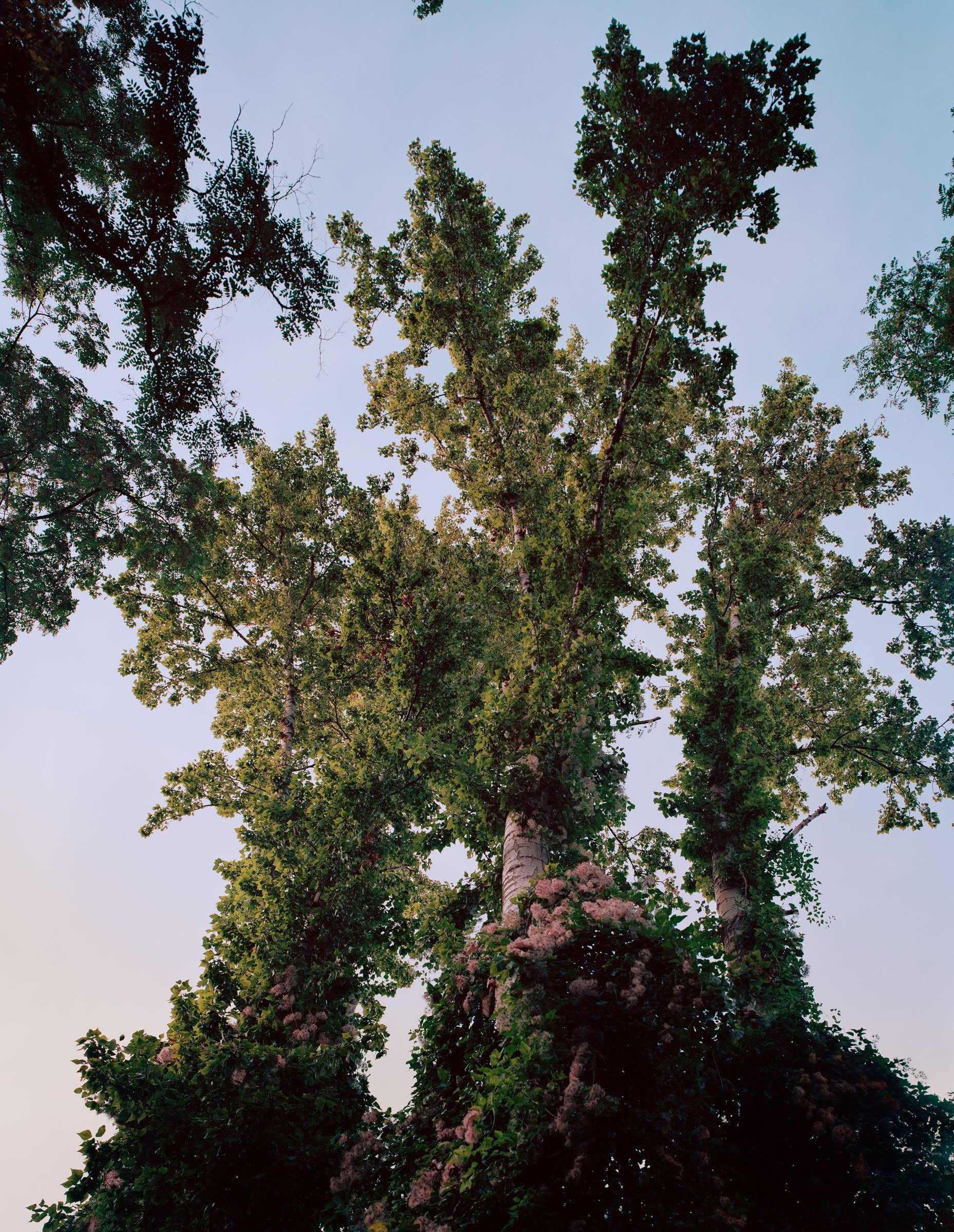 POSTROMANTICS, photograph